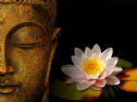 26 Bài thơ hay về hoa sen dâng Phật
