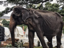 Sự thật về “cụ voi” bị bắt nhịn đói phục vụ lễ hội Phật giáo