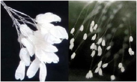 Khi bị chứng minh hoa ưu đàm là chứng côn trùng thì tổ chức Pháp Luân Công đã sử dụng kỹ thuật photoshop để tiếp tục lừa đảo