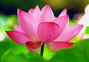 Tối thượng ý đà-ra-ni Kinh