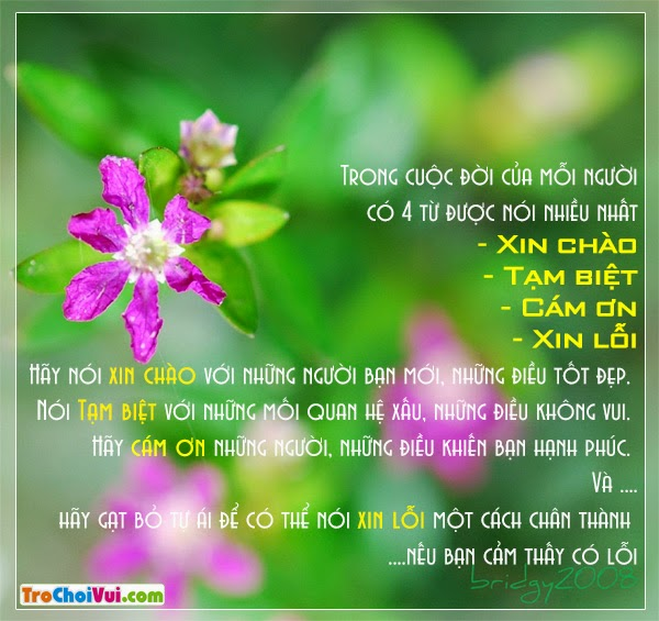 Bài học cuộc sống: Bài học từ hoa hồng kiêu hãnh