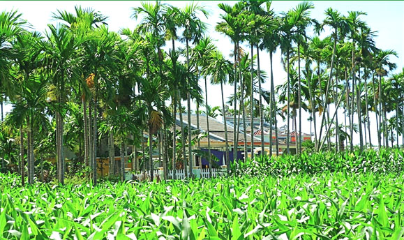 Hàng cau quê ngoại