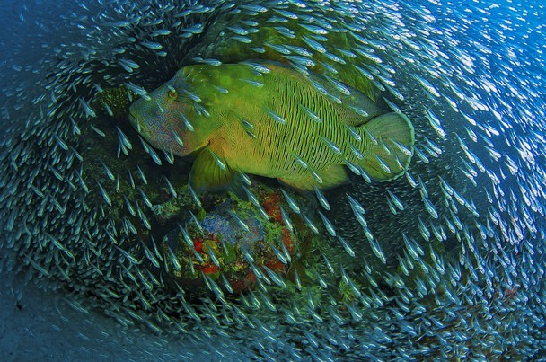 National Geographic công bố ảnh đẹp nhất năm 2014