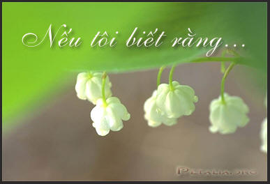 Nếu tôi biết rằng...