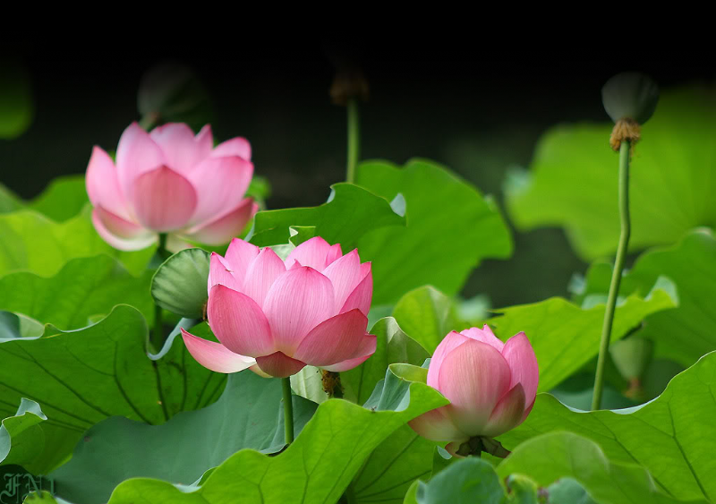 Sự thiêng liêng của hoa sen