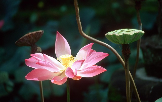 Từ bi với chính mình