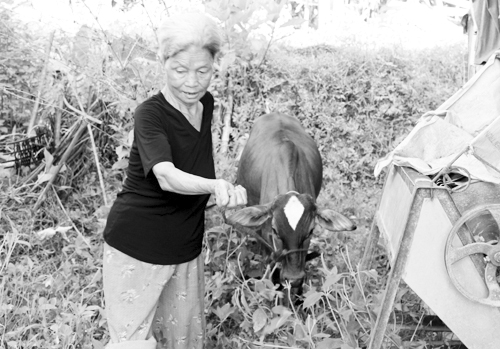 Chuyện con bò đi lạc vào nhà quan và liêm sỉ