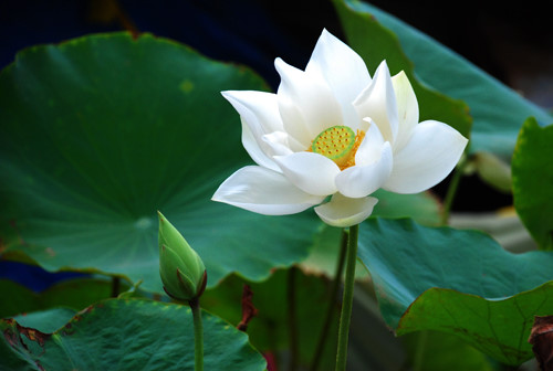 9 tác dụng ít biết của hoa sen