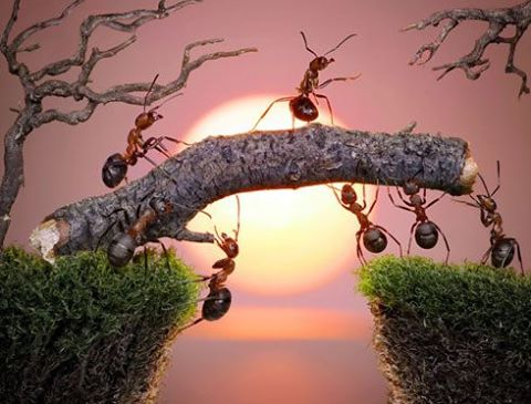 Bài học từ loài kiến bé nhỏ !!!