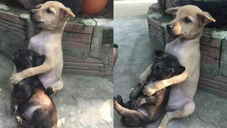 Cảm động trước hình ảnh hai chú chó bị bỏ rơi ôm chặt nhau không rời