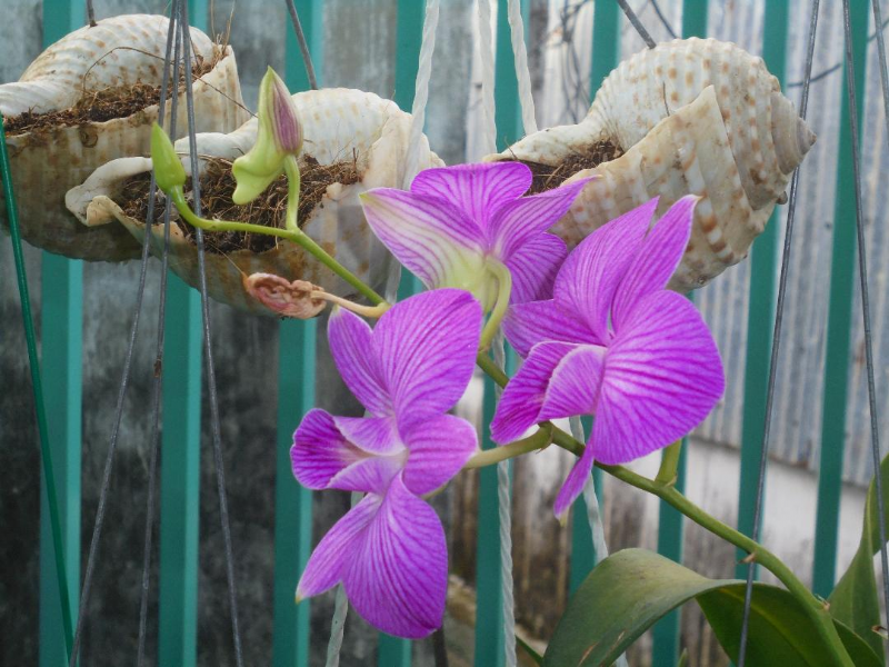 Chơi lan trong giãn cách.