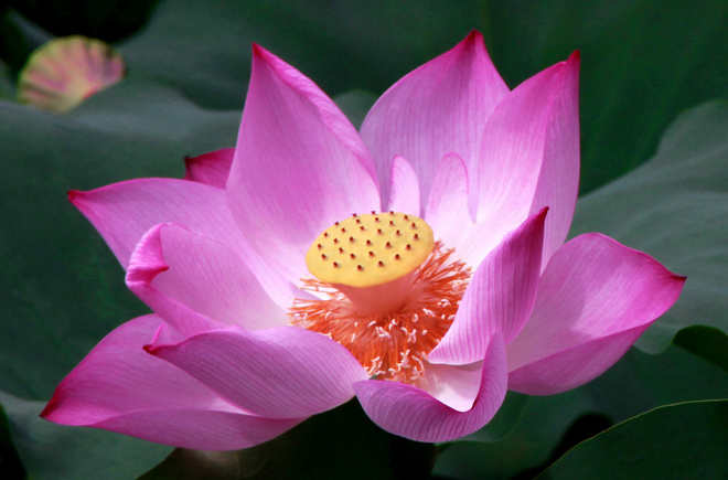 Chữa bệnh bằng 'Mẹo'