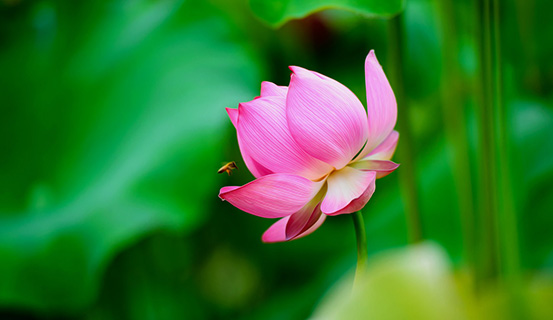 Chưa thoát sinh tử, ta còn gặp nhau