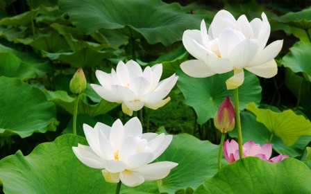 Chướng Duyên