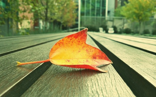 Chuyện Đời Chiếc Lá: Chúng Ta Sinh Ra Để Cùng Nhau Làm Nên Điều Vĩ Đại