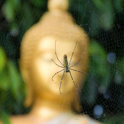 CON NHỆN (Truyện thơ Phật Giáo)