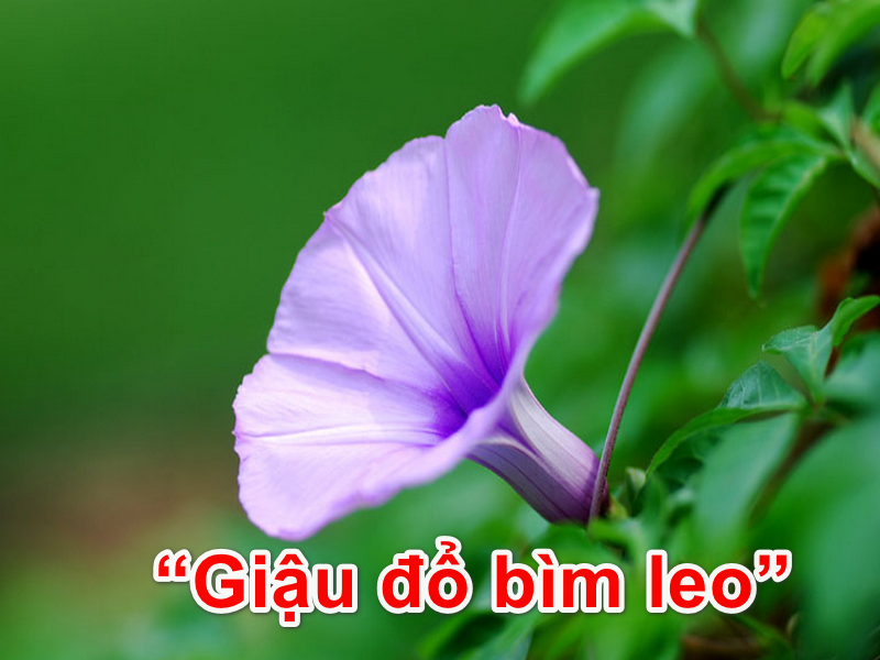 DẬU ĐỔ BÌM LEO