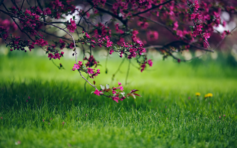 Gần gũi thiên nhiên giúp giảm suy nghĩ tiêu cực