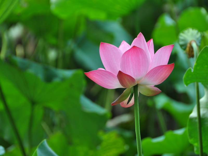 GIỚI LUẬT VÀ GIÁO LUẬT