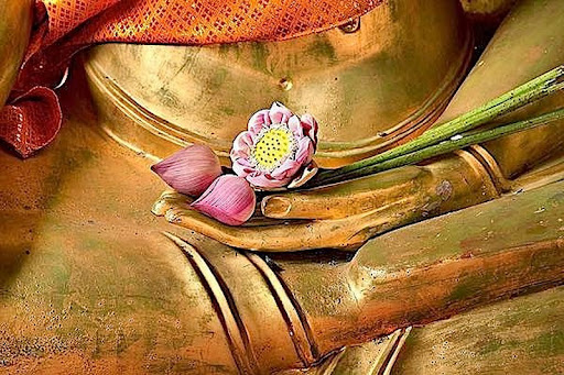 HOA SEN TRONG NGƯỜI