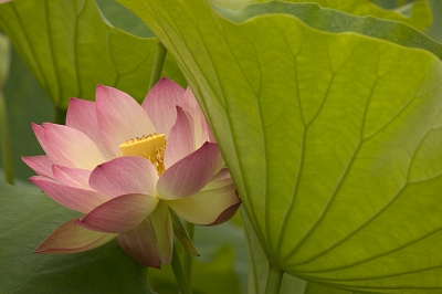 HOẰNG TRUYỀN CHÁNH PHÁP