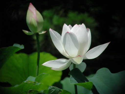 Học Dở Mà Tu Hay