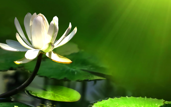 HƯƠNG VỊ GIẢI THOÁT trong KINH PHÁP CÚ