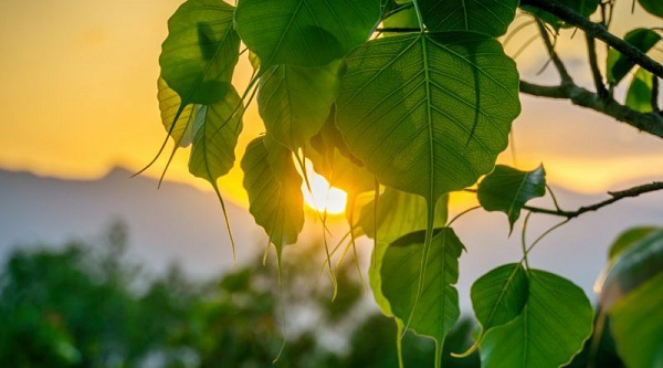 Khổ không than, sướng không khoe, mất không tiếc, nguy không loạn