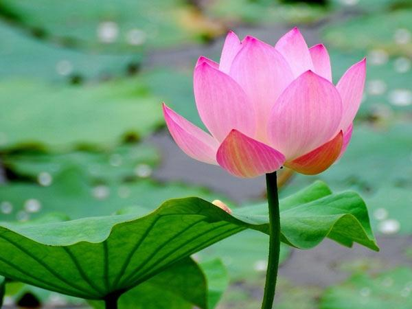 Không đắm nhiễm thì sống vui