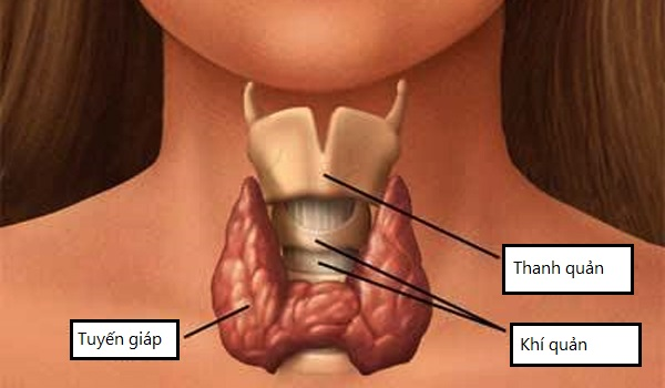 Làm gì để giúp tuyến giáp khỏe mạnh?