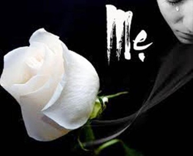 Một bông hồng trắng