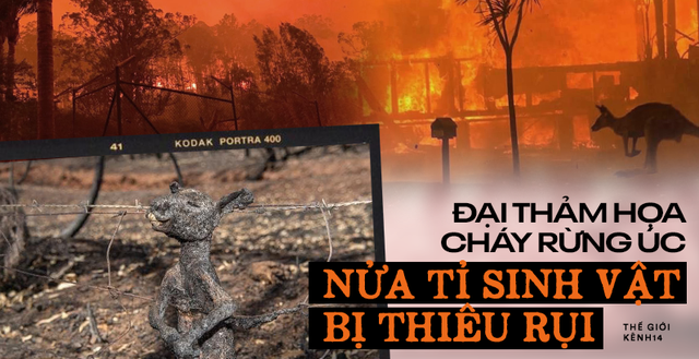 NẠN CHÁY KINH HOÀNG – THƯƠNG CẢNH LẦM THAN !