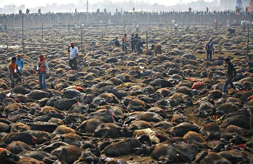 Nepal huỷ bỏ lễ hội thảm sát gia súc để tế thần