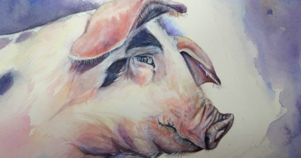 Nguồn gốc Việt (Nam) của tên 12 con giáp – Hợi gỏi cúi/heo (phần 5B) - Kỷ Hợi 2019