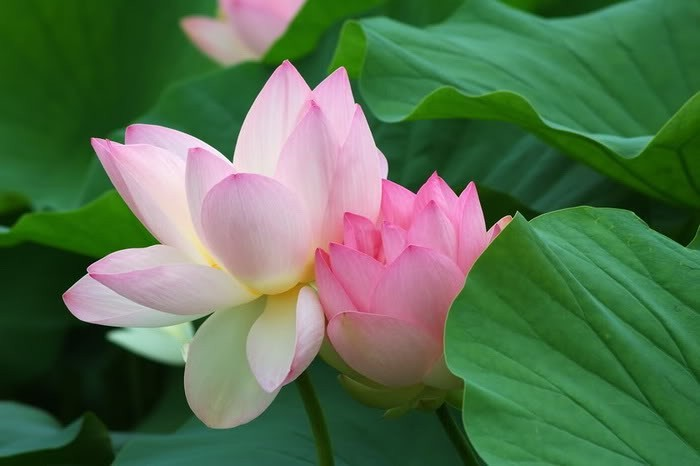 Nhân duyên của việc sống lâu và chết yểu