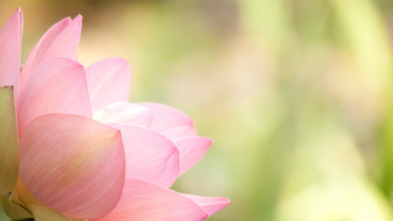 Nương tựa pháp - Nương tựa chính mình