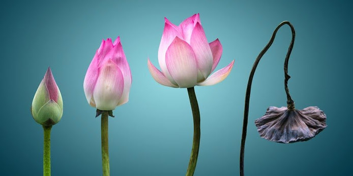 Quán niệm vô thường để xả ly, buông bỏ