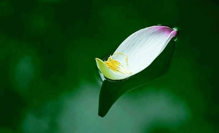 Sơ nét về Vô thường - Vô ngã 無常–無我