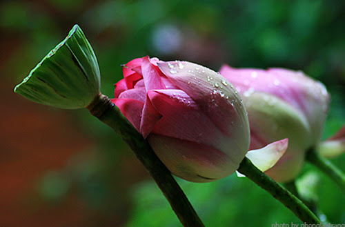 Suy ngẫm về Chánh ngữ