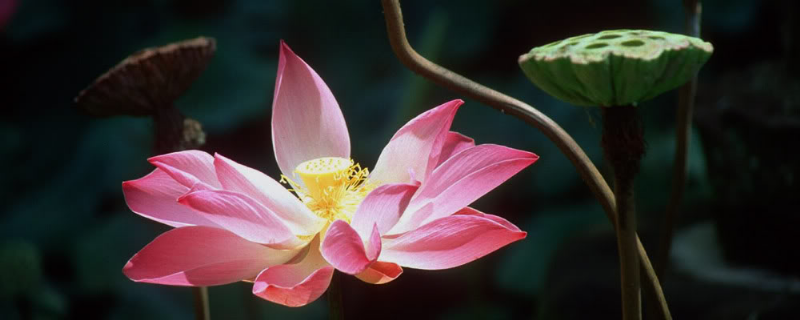Ta cầu Ta