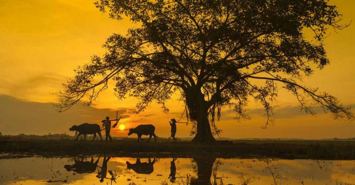 Ta về thăm lại quê xưa, nhớ cha nhớ mẹ tim thừa xót xa