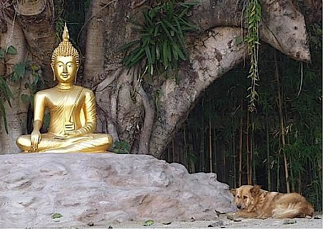Thú vật có hiểu được Pháp? Những xem xét từ Văn bản và Nhân chủng
