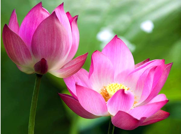 Thúc liễm thân tâm là giữ gìn Chánh pháp