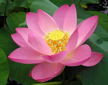 Tri hành hợp nhất  知行合一