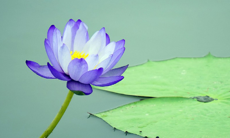 Trí tuệ của “một nửa"
