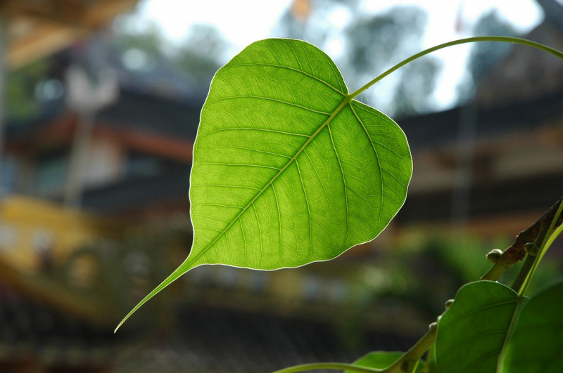 Trích Dịch Vài Kệ Tánh Không Trong Trung Luận Sanskrit