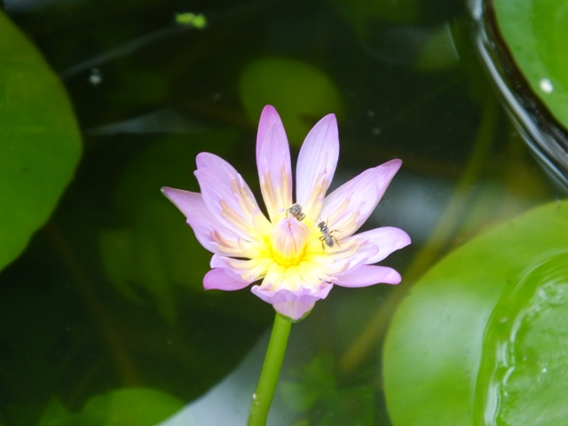 Tu Dưỡng Chưa Đủ Nên Thấy Nhiều Việc Không Ưng Ý