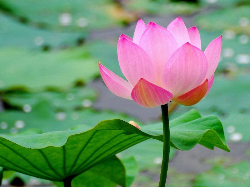 Tu hành là tìm lại bản lai diện mục...