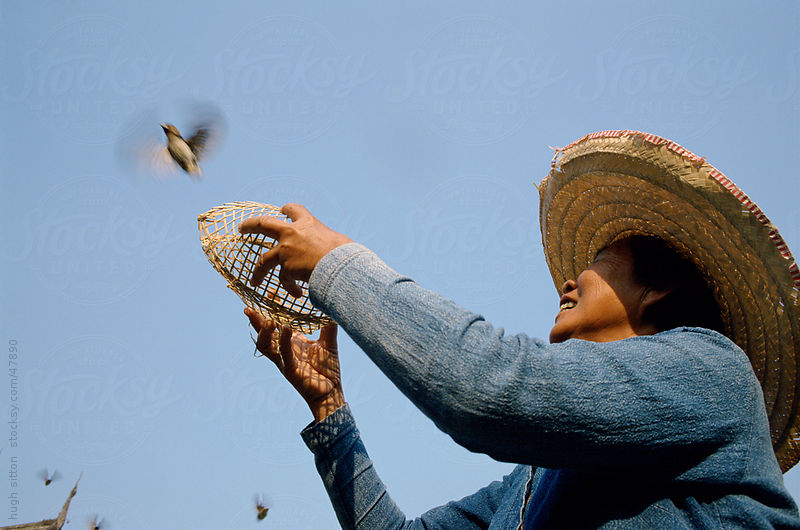Vài suy nghĩ về quyền động vật trong kinh, luật Phật giáo