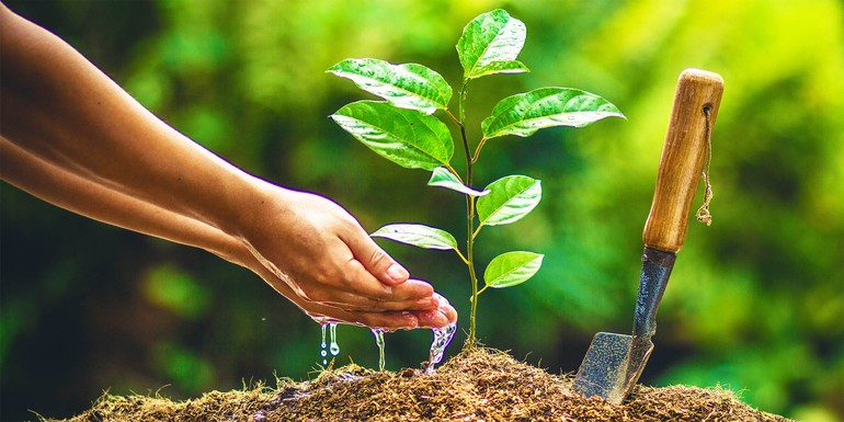 Vạn vật hữu linh, vậy ăn chay có ích gì?